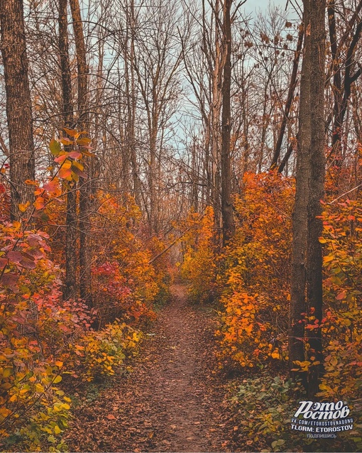 🍂 Осень в Темерницкой роще. Белочки запасаются на..