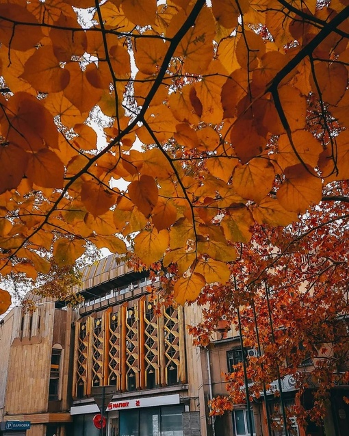 Когда опрокинул банку оранжевой краски и наследил вокруг 🍁🍂🍁🍂
Автор фото:..