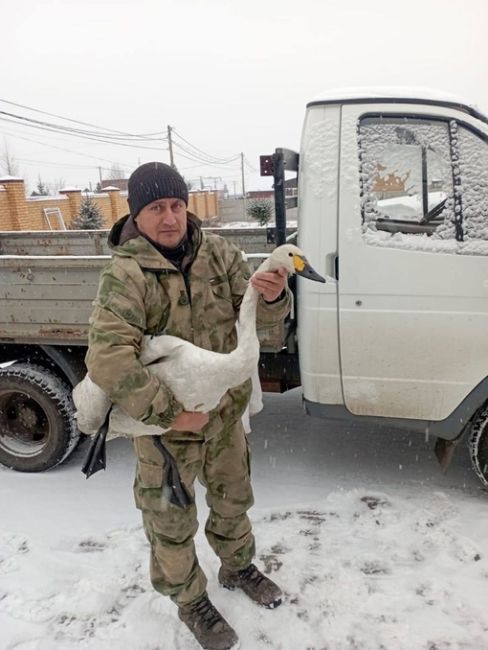 🦢 В Красноярске спасли краснокнижного лебедя на озере Мясокомбината  Полмесяца назад редкую птицу в..