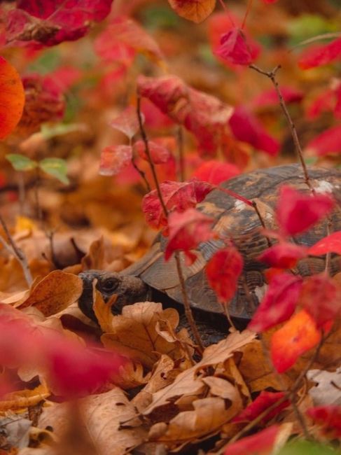 Черепашка, найденная в Абрау! 🐢🍂  фото..