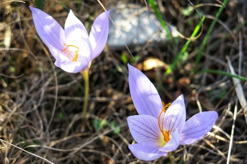 🌸Цветущая Кубань в ноябре.  Кадры сняты в лесу под Новороссийском и..