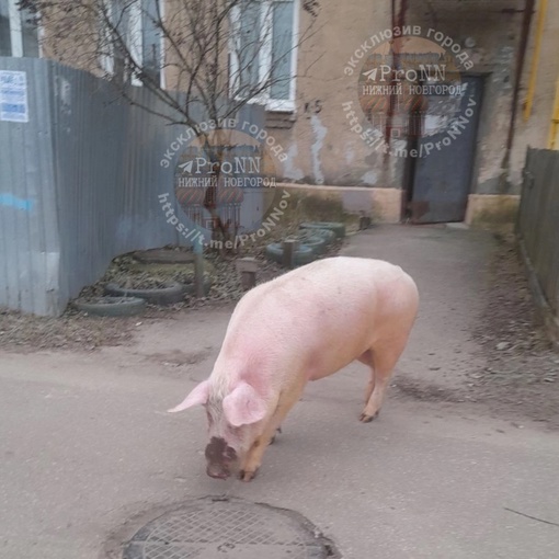 Кто потерял на выходных своего друга? На улице Ясной гуляет..