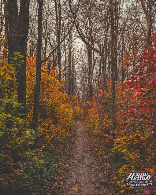 🍂 Осень в Темерницкой роще. Белочки запасаются на..