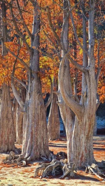 Болотные кипарисы в Сукко поздней осенью 🍂  Фото:..