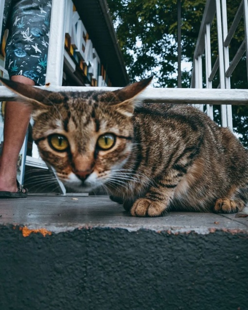 Подборка краснодарских котиков для отличного настроения 🐈  Фото: Анна..