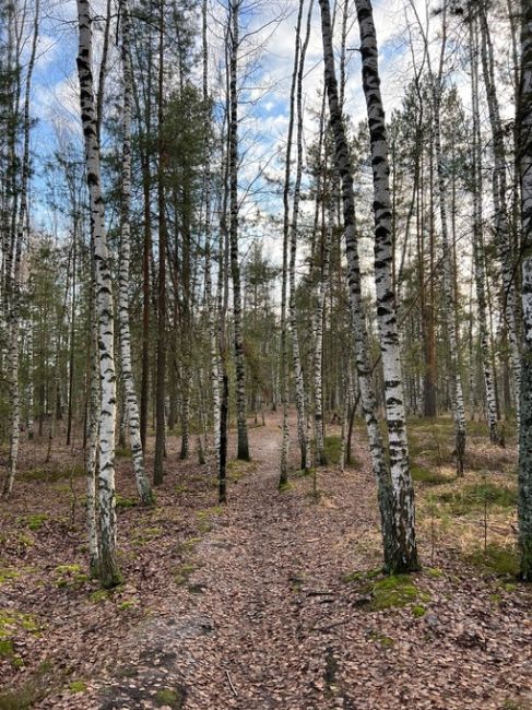 Лес рядом с поселком большое Козино💙  Фото Петра..