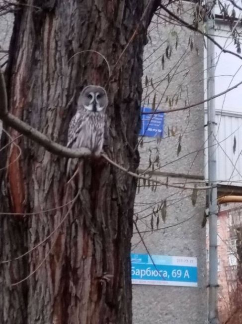 В одном из дворов на улице Барбюса заметили сову.  Фото: паблик ВКонтакте «Подслушано..