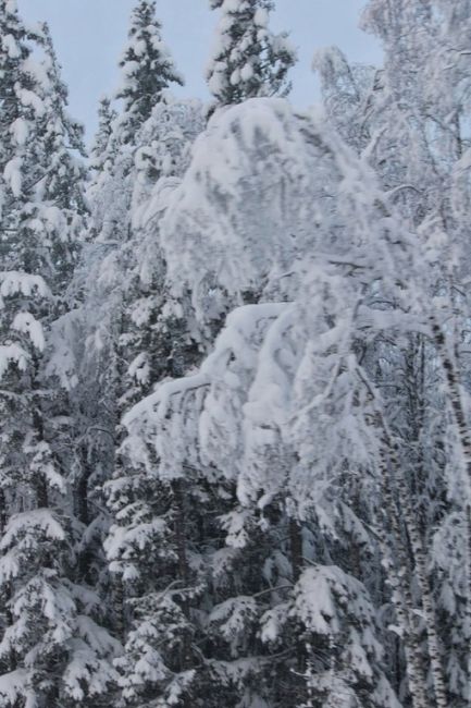 Заснеженная дорога в Миньяр.  Фото: Ирина..