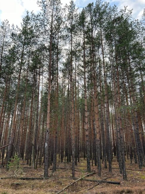 Лес рядом с поселком большое Козино💙  Фото Петра..