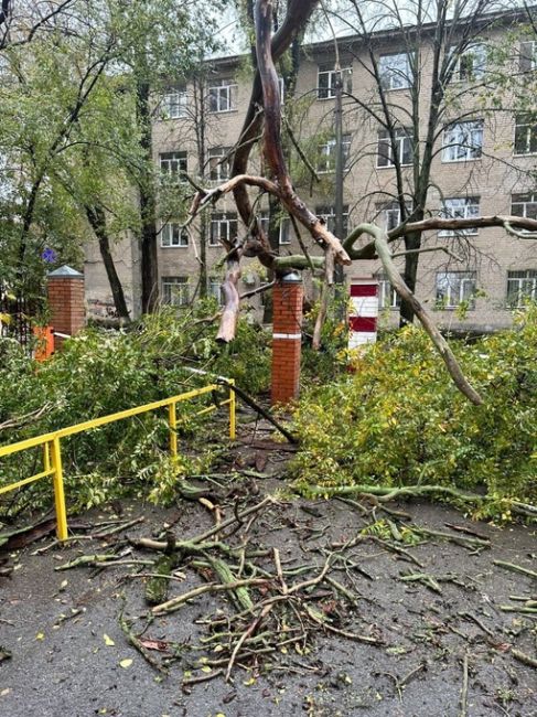 В переулке Семашко упало дерево.  Жители сообщают, что ТСЖ давно уже обращалось в администрацию с просьбой..