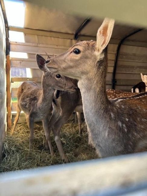 🦌 23 лани выпустили сегодня в заказник в Горячем Ключе.  В текущем месяце планируется ещё один такой выпуск...