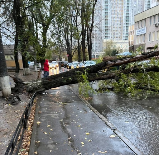 В переулке Семашко на дорогу упало дерево. Проезд по полностью закрыт, имейте в виду...