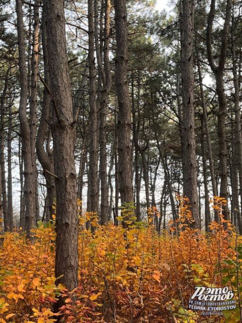 Щепкинский лес🌲- одно из самых красивых мест Ростова-на-Дону. Там есть и сосновая алея и берёзовая роща, и..