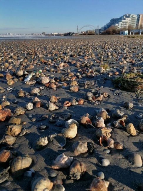 Пляж в Анапе после шторма  🌊 🐚  📸 Вячеслав..