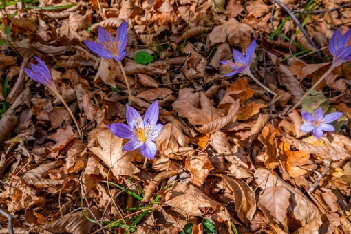 🌸Цветущая Кубань в ноябре.  Кадры сняты в лесу под Новороссийском и..