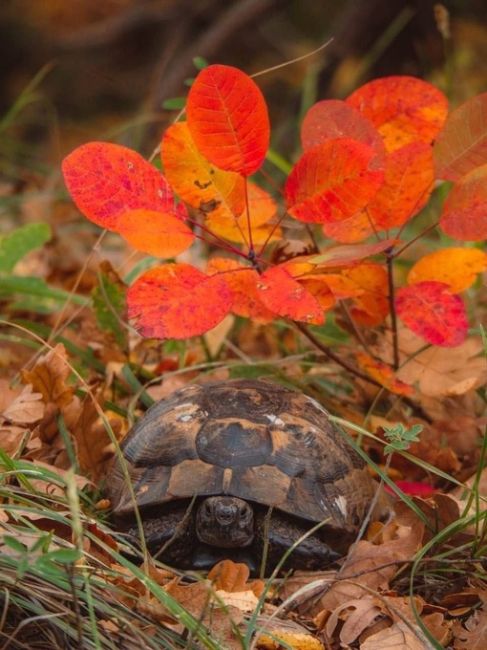 Черепашка, найденная в Абрау! 🐢🍂  фото..