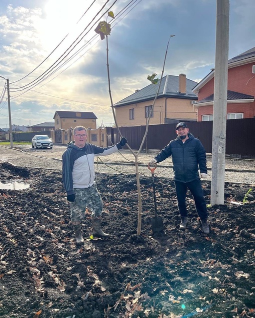 Жители Краснодара продолжают сажать деревья 🌳🌳🌳  Вчера на улице Батуринской высадили более 100 павлоний и..