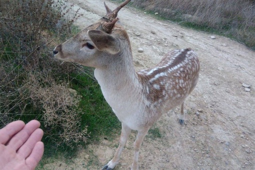 🦌Вот такой красавец гуляет по Супсеху. Смело подходит к людям, надеемся никто не обидит..