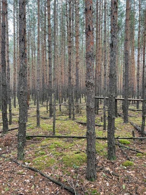 Лес рядом с поселком большое Козино💙  Фото Петра..