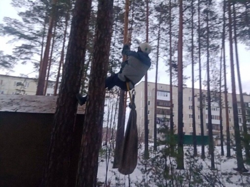 В Реже котик просидел на дереве четыре дня без еды и воды  Спасатели помогли животному, застрявшему на..