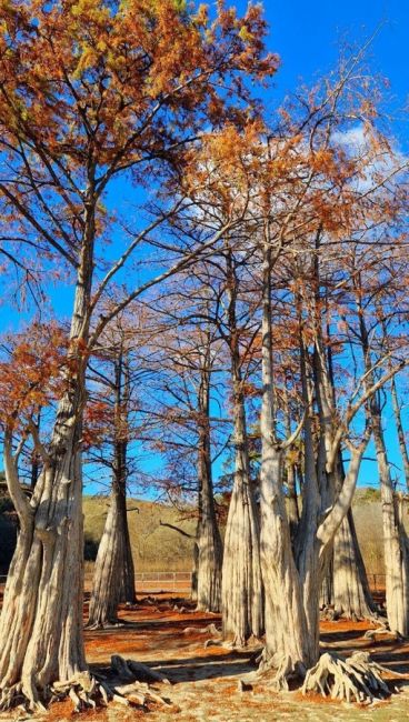 Болотные кипарисы в Сукко поздней осенью 🍂  Фото:..