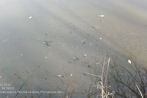 В Щепкинском лесу местные заметили пену и муть в местном водоёме.  "С недавнего времени для очистки..