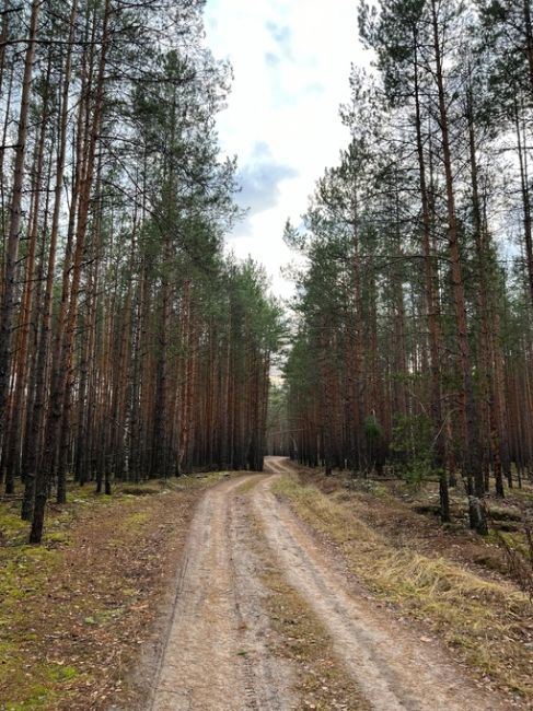 Лес рядом с поселком большое Козино💙  Фото Петра..