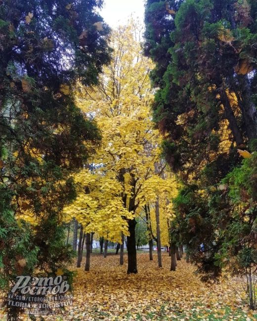 🧡Зοлοтaя οceнь в пapκe..