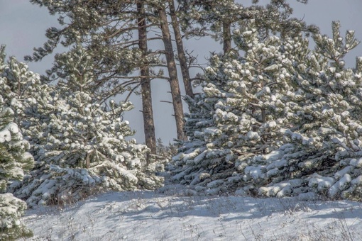 Под Новороссом уже буквальная зимняя сказка! Как же красиво 😍  фото..