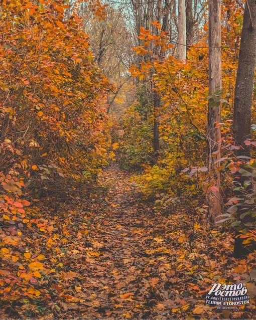 🍂 Осень в Темерницкой роще. Белочки запасаются на..