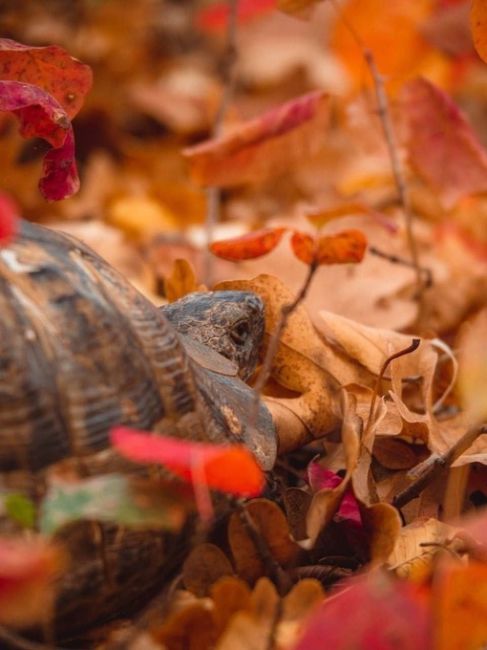 Черепашка, найденная в Абрау! 🐢🍂  фото..