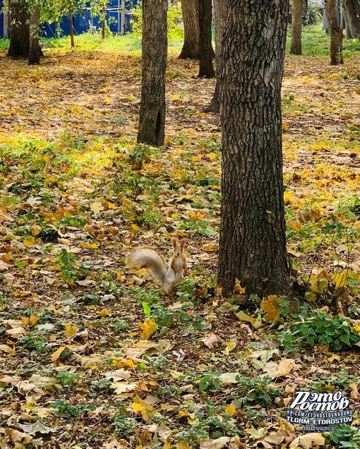 Золотая осень в Aлександровке..