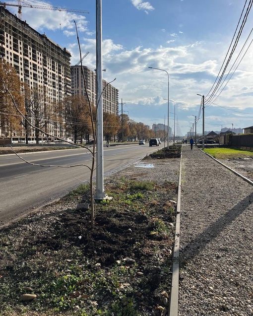 Жители Краснодара продолжают сажать деревья 🌳🌳🌳  Вчера на улице Батуринской высадили более 100 павлоний и..