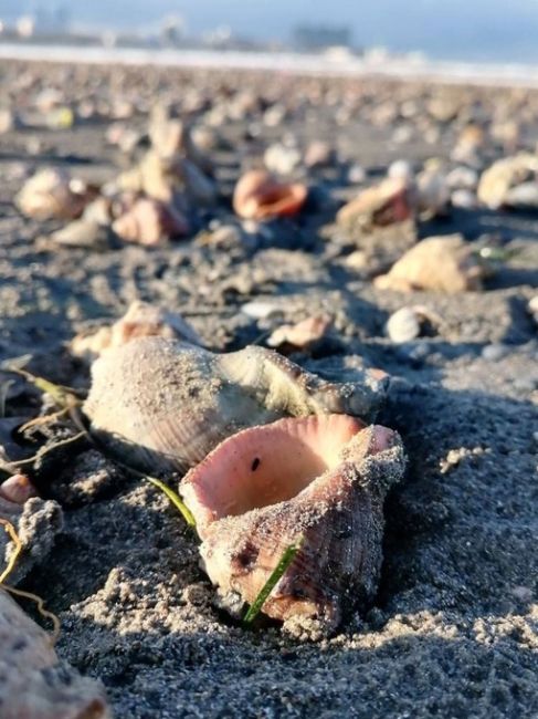 Пляж в Анапе после шторма  🌊 🐚  📸 Вячеслав..