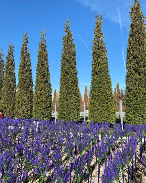 И снова в прекрасном парке
скоро «расцветёт»… 
светящийся шалфей!
💜🌸💜
Ждём Новогоднюю сказку!  Фото:..