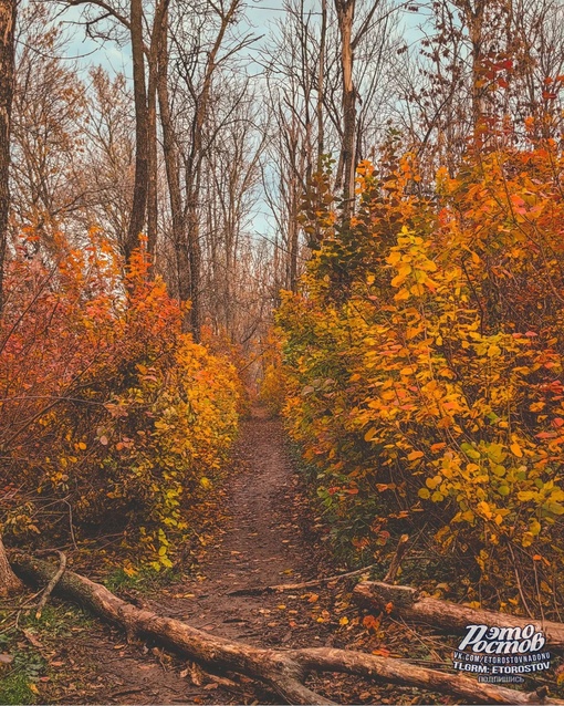 🍂 Осень в Темерницкой роще. Белочки запасаются на..