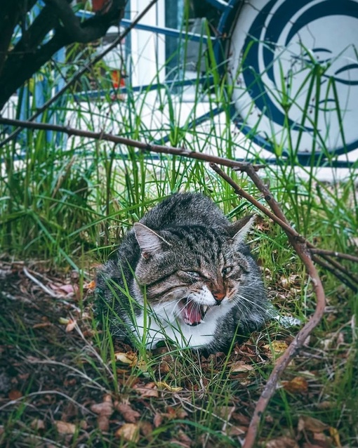 Подборка краснодарских котиков для отличного настроения 🐈  Фото: Анна..