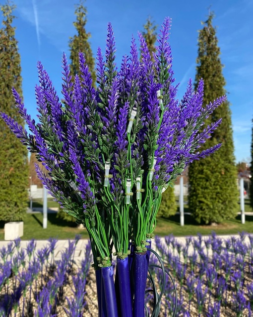 И снова в прекрасном парке
скоро «расцветёт»… 
светящийся шалфей!
💜🌸💜
Ждём Новогоднюю сказку!  Фото:..