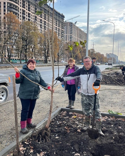 Жители Краснодара продолжают сажать деревья 🌳🌳🌳  Вчера на улице Батуринской высадили более 100 павлоний и..