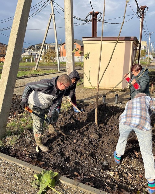 Жители Краснодара продолжают сажать деревья 🌳🌳🌳  Вчера на улице Батуринской высадили более 100 павлоний и..