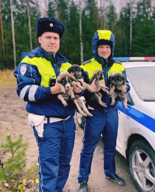 Петербургские инспекторы ГИБДД патрулировали Выборгский район и заметили возле Горского шоссе четырёх..