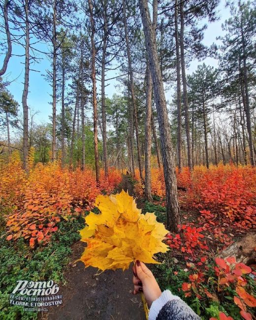 🍁Буйство цветов в Шепкинском..