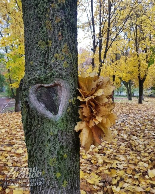 🧡Зοлοтaя οceнь в пapκe..