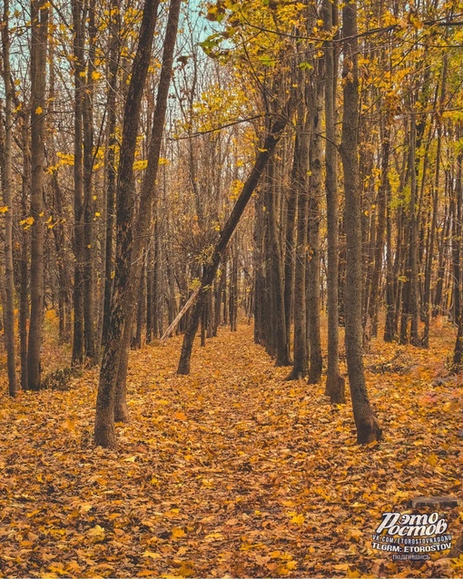 🍂 Осень в Темерницкой роще. Белочки запасаются на..