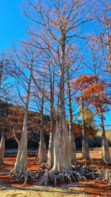 Болотные кипарисы в Сукко поздней осенью 🍂  Фото:..