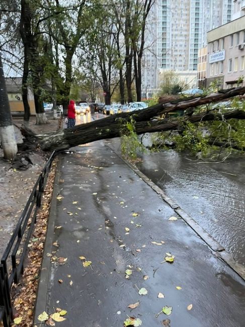 В переулке Семашко упало дерево.  Жители сообщают, что ТСЖ давно уже обращалось в администрацию с просьбой..