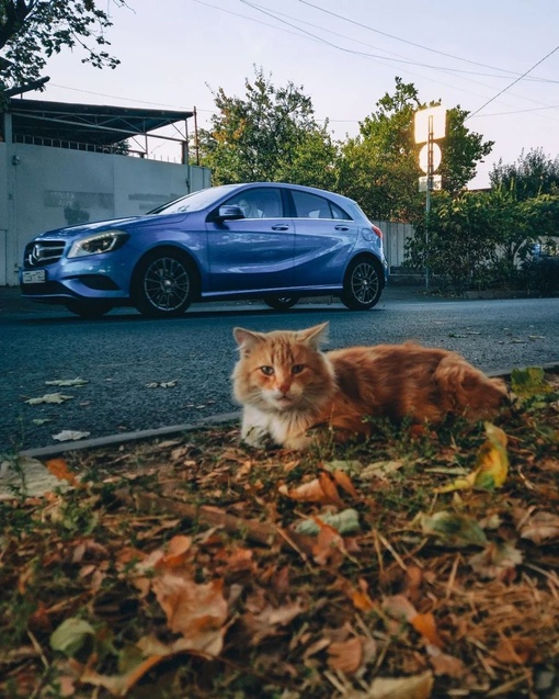 Подборка краснодарских котиков для отличного настроения 🐈  Фото: Анна..