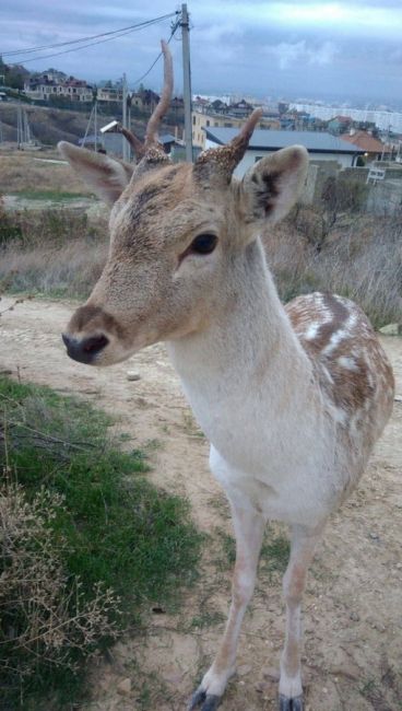 🦌Вот такой красавец гуляет по Супсеху. Смело подходит к людям, надеемся никто не обидит..