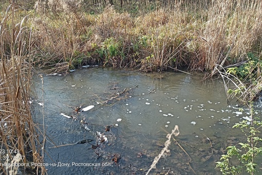 В Щепкинском лесу местные заметили пену и муть в местном водоёме.  "С недавнего времени для очистки..