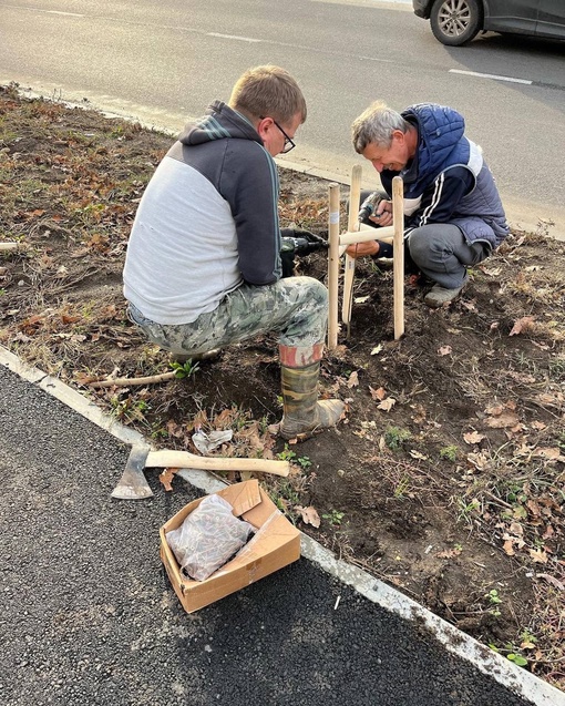 Жители Краснодара продолжают сажать деревья 🌳🌳🌳  Вчера на улице Батуринской высадили более 100 павлоний и..